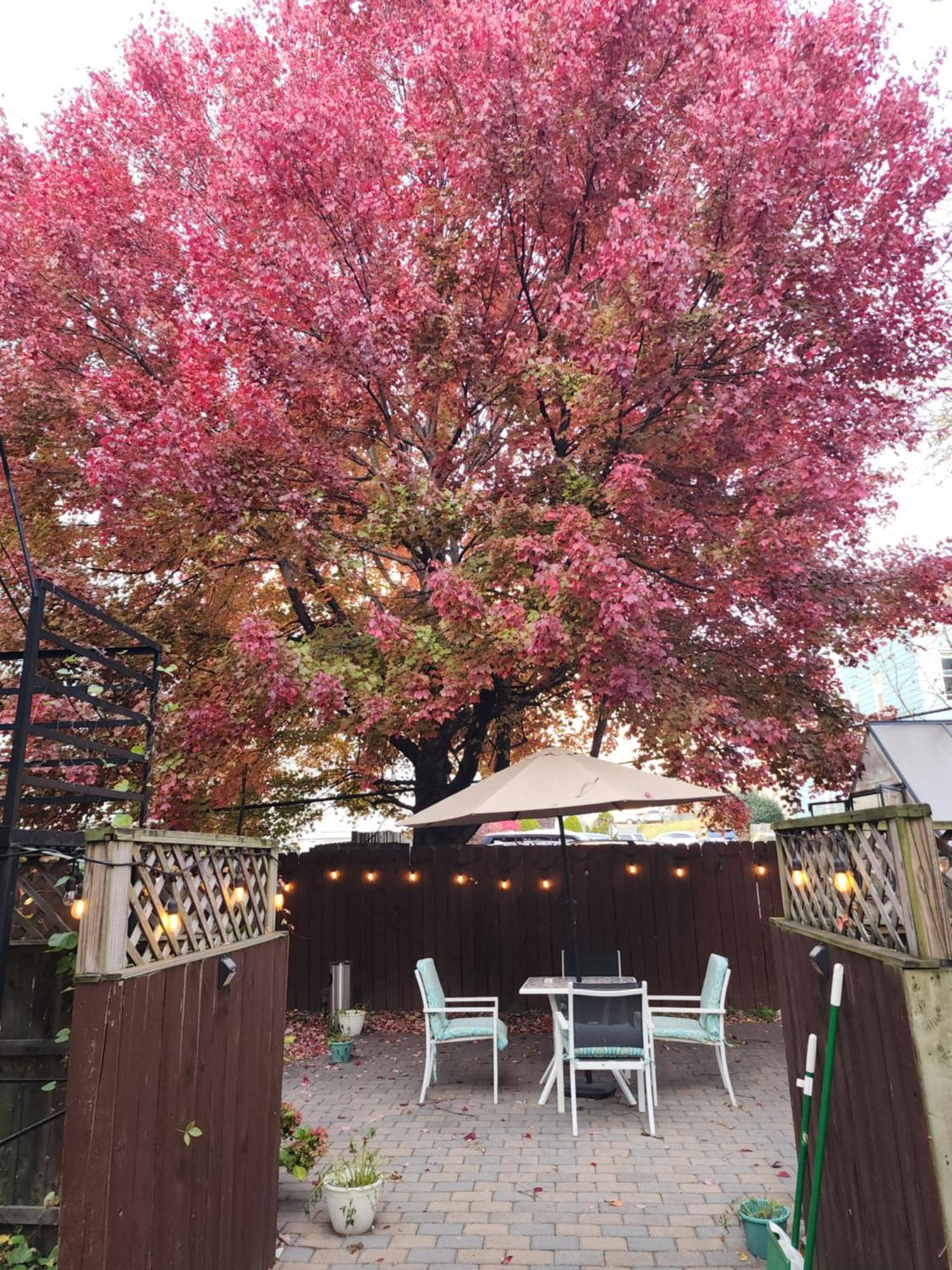 Magnolia Stay Near New York City เจอร์ซีย์ซิตี้ ภายนอก รูปภาพ